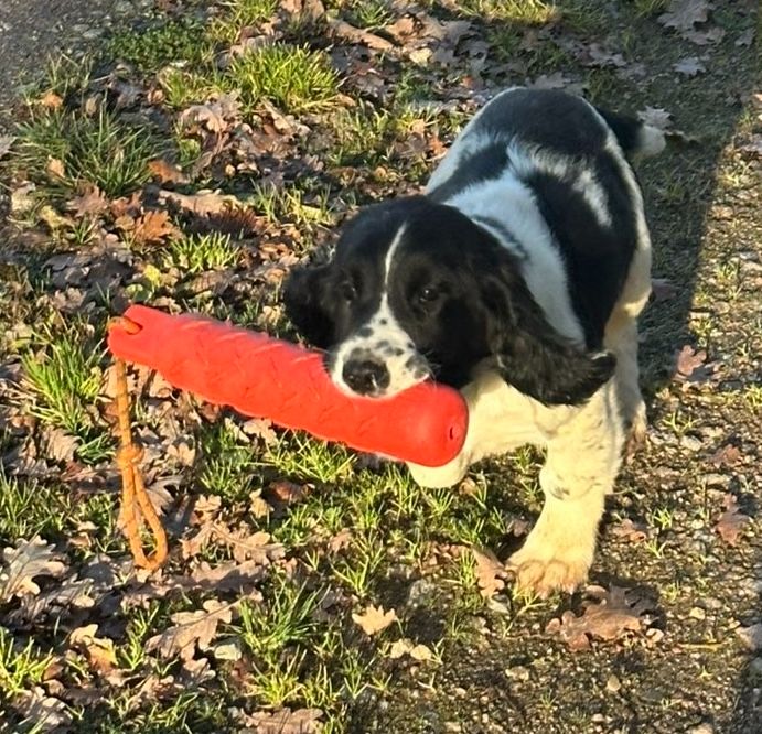 SPRINGER ANGLAIS CHIOTS DE 3 MOIS