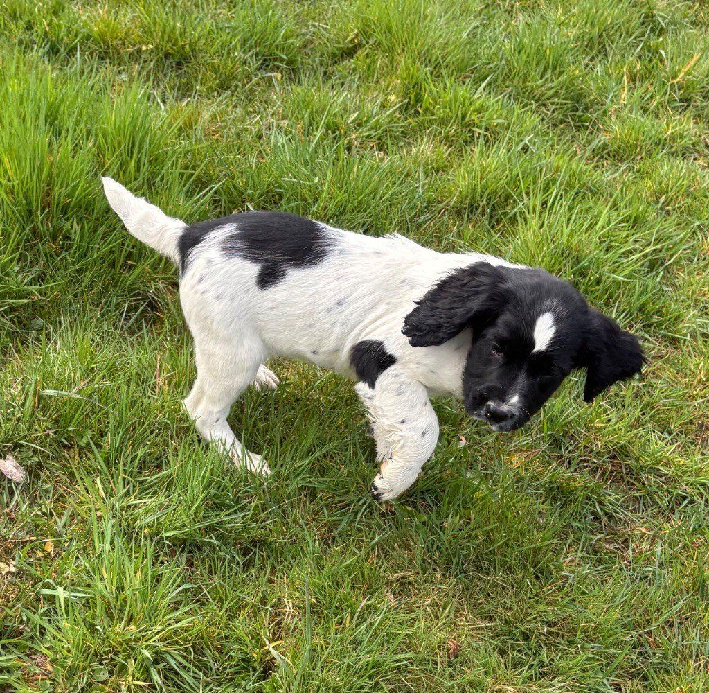 des Etangs de Dame Blanche - SPRINGER ANGLAIS 2-4 MOIS