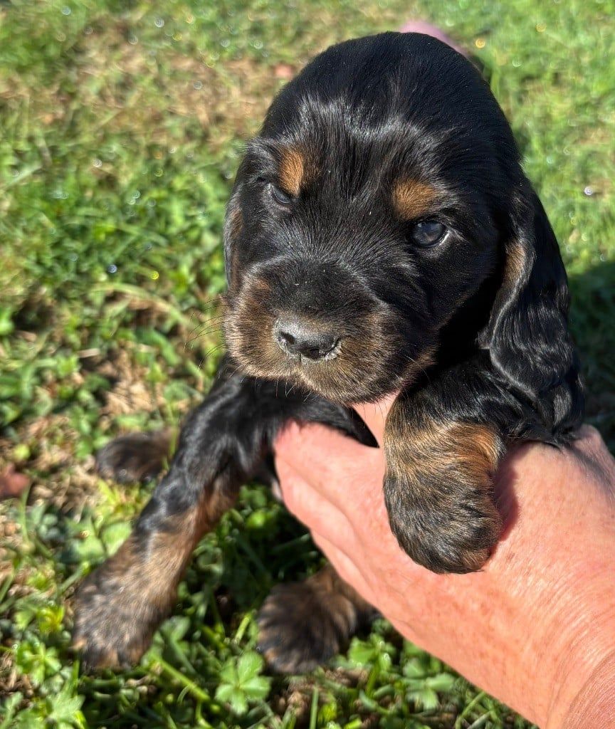 COCKER ANGLAIS Chiots