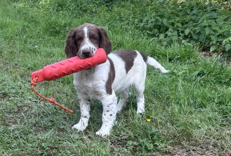SPRINGER ANGLAIS CHIOTS DE 2 ET 6 MOIS