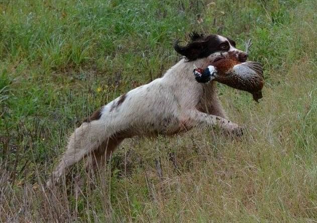 des Etangs de Dame Blanche - DRESSAGE CHASSE