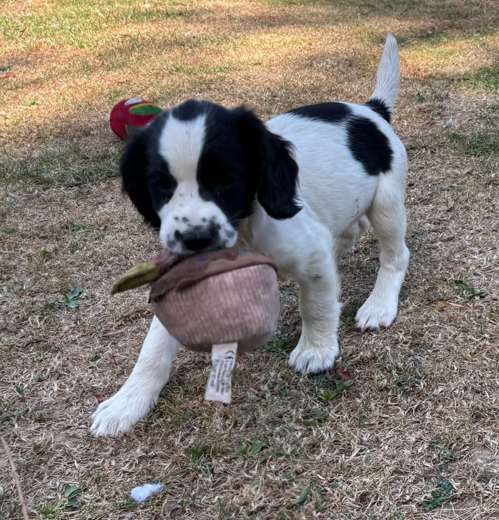 SPRINGER ANGLAIS CHIOTS ET JEUNES DEBOURRES