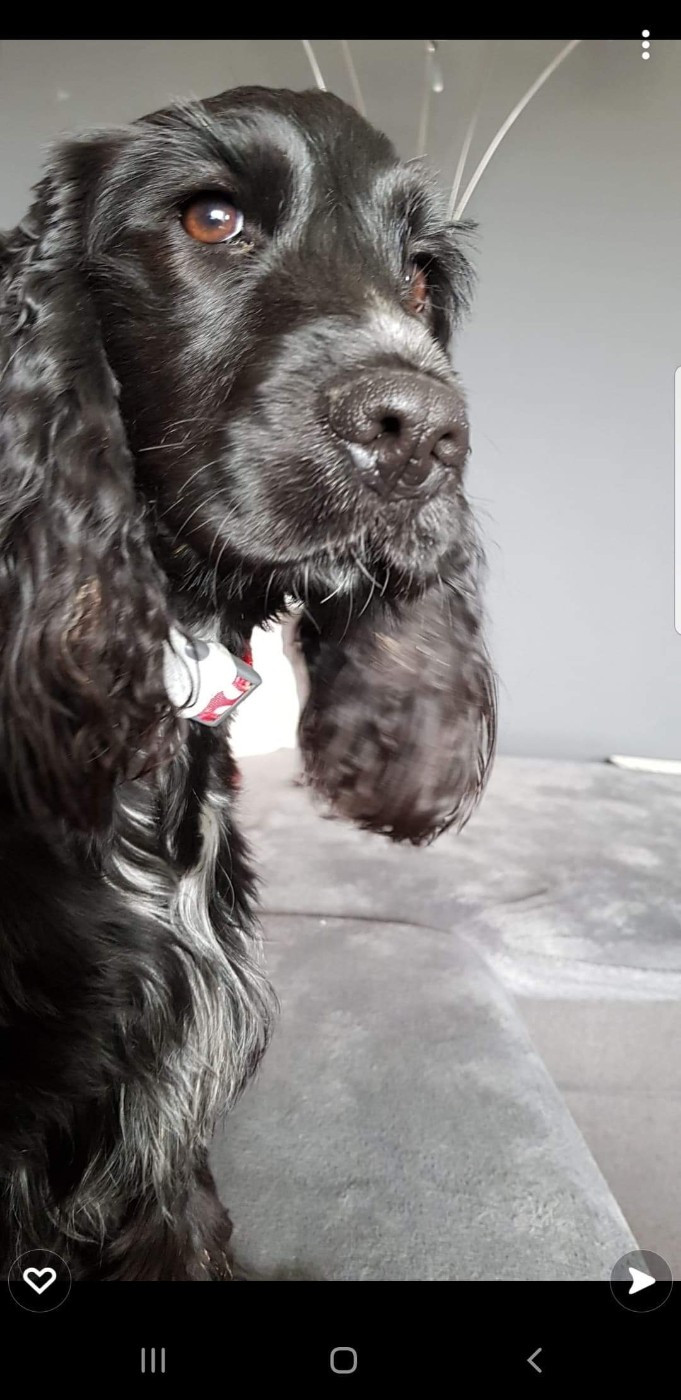 NOS BEBES CHEZ LEURS MAITRES 2020-2025