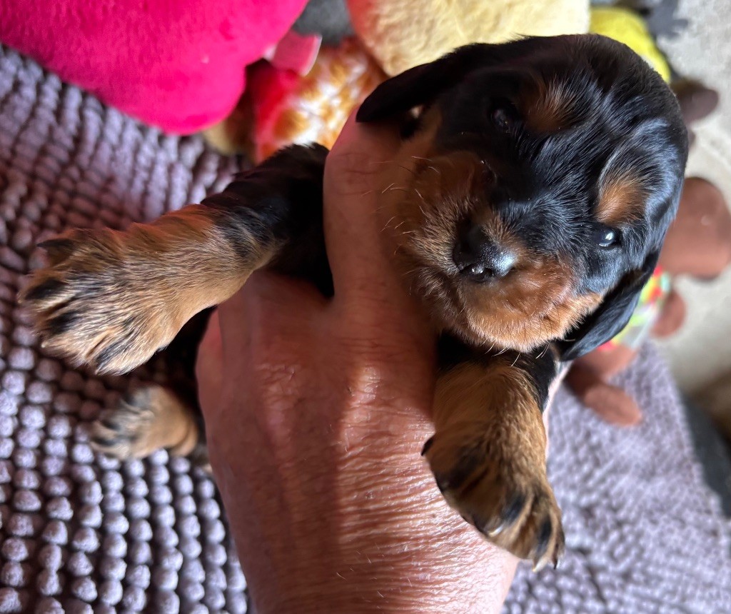 des Etangs de Dame Blanche - Chiots disponibles - Cocker Spaniel Anglais