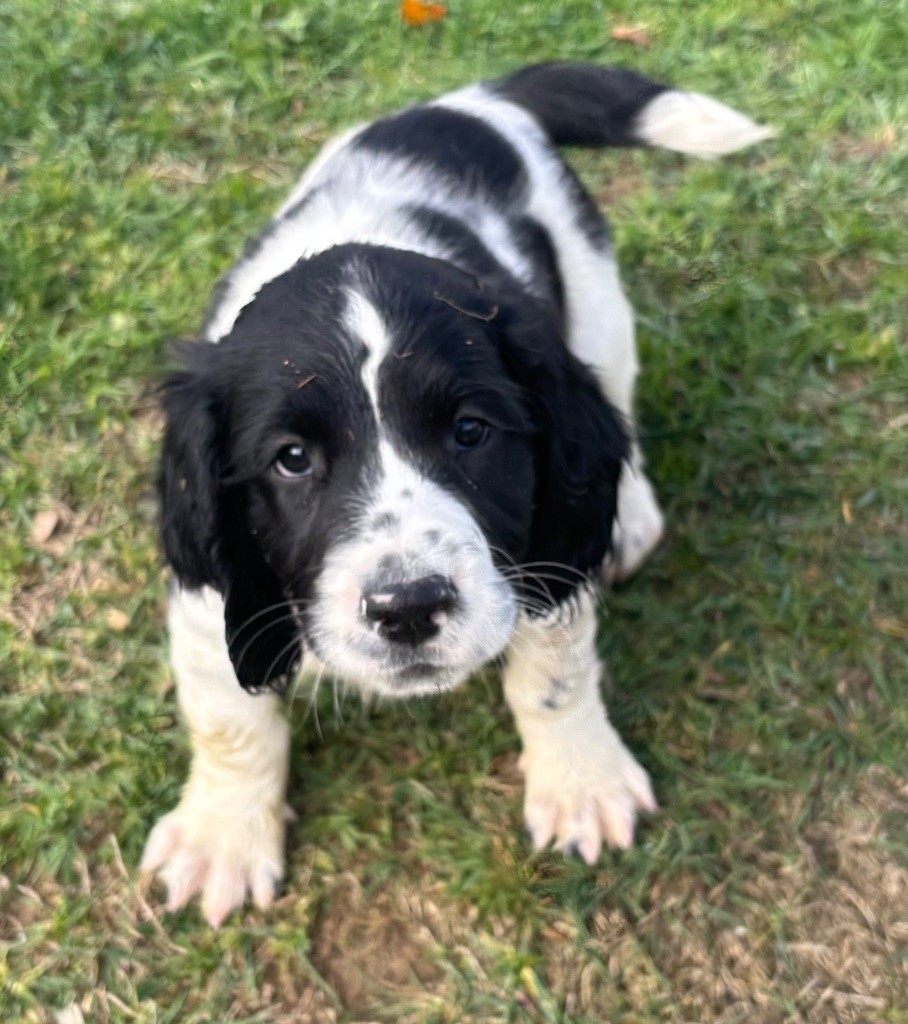des Etangs de Dame Blanche - Chiots disponibles - English Springer Spaniel