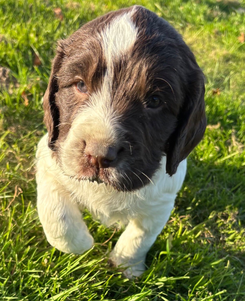 des Etangs de Dame Blanche - Chiots disponibles - English Springer Spaniel