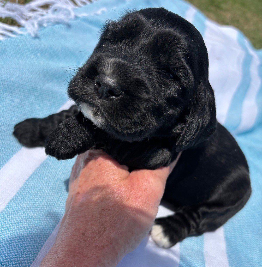 des Etangs de Dame Blanche - Chiots disponibles - Cocker Spaniel Anglais