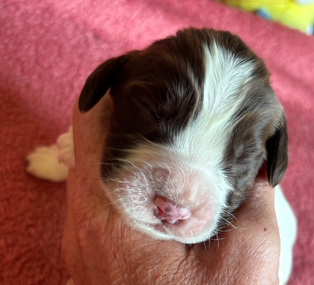 des Etangs de Dame Blanche - Chiots disponibles - English Springer Spaniel