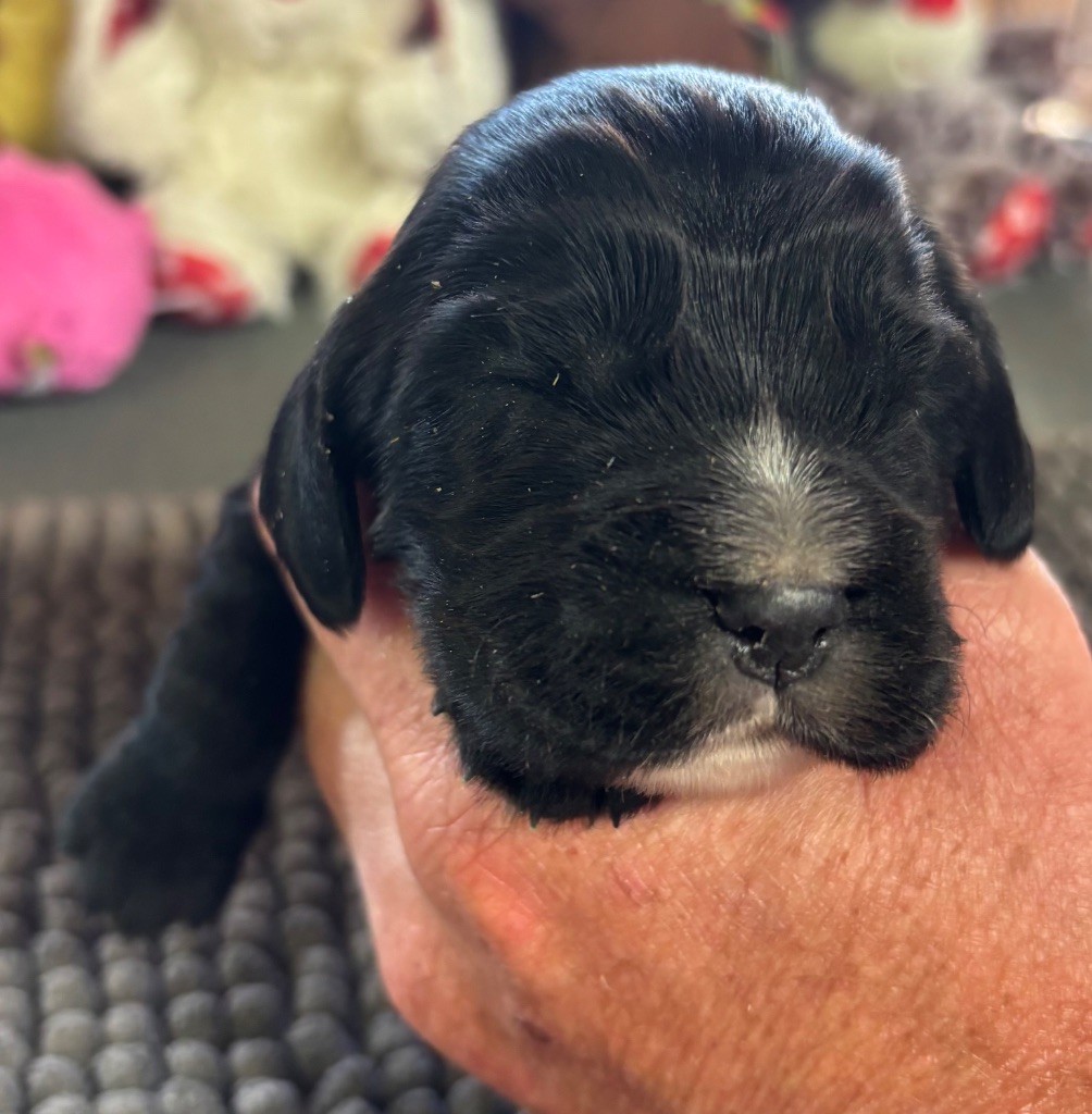 des Etangs de Dame Blanche - Chiots disponibles - Cocker Spaniel Anglais
