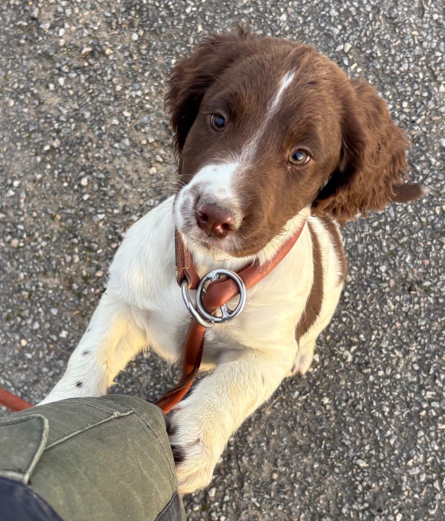 des Etangs de Dame Blanche - Chiots disponibles - English Springer Spaniel