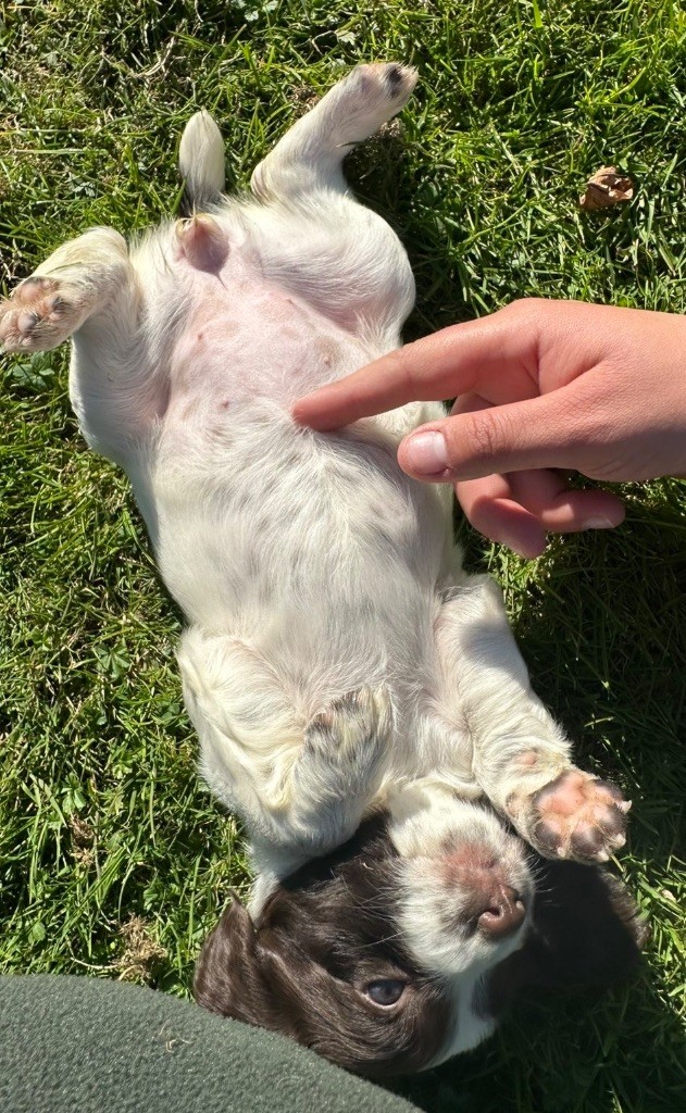 des Etangs de Dame Blanche - Chiots disponibles - English Springer Spaniel