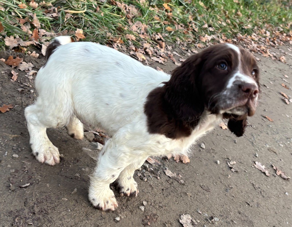 des Etangs de Dame Blanche - Chiots disponibles - English Springer Spaniel