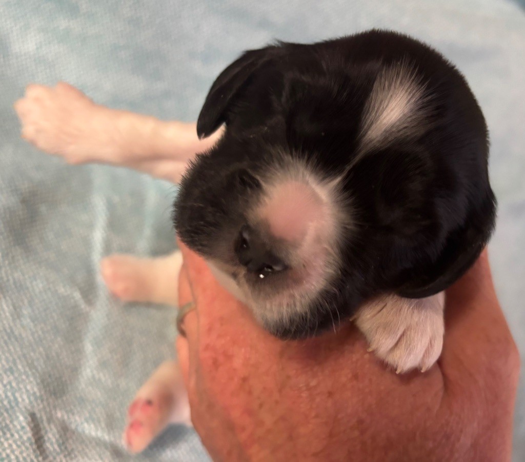des Etangs de Dame Blanche - Chiots disponibles - Cocker Spaniel Anglais
