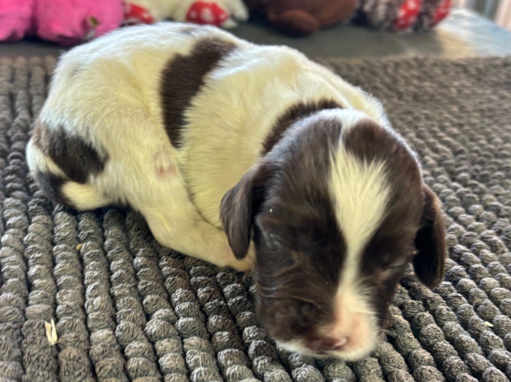 des Etangs de Dame Blanche - Chiots disponibles - English Springer Spaniel
