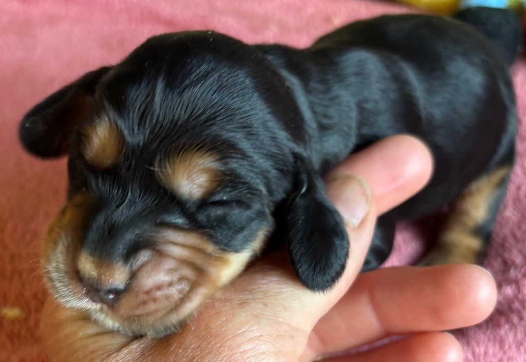 des Etangs de Dame Blanche - Chiots disponibles - Cocker Spaniel Anglais