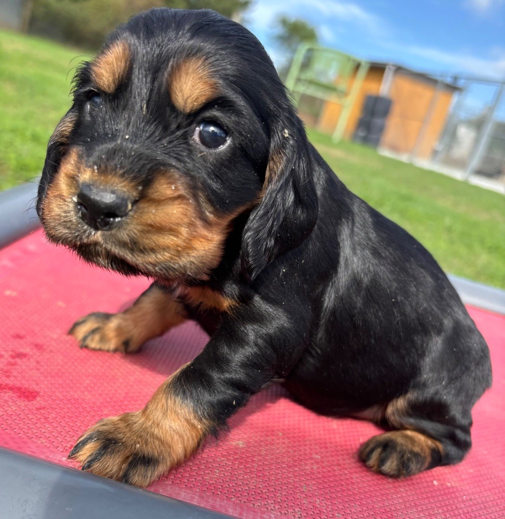 des Etangs de Dame Blanche - Chiots disponibles - Cocker Spaniel Anglais