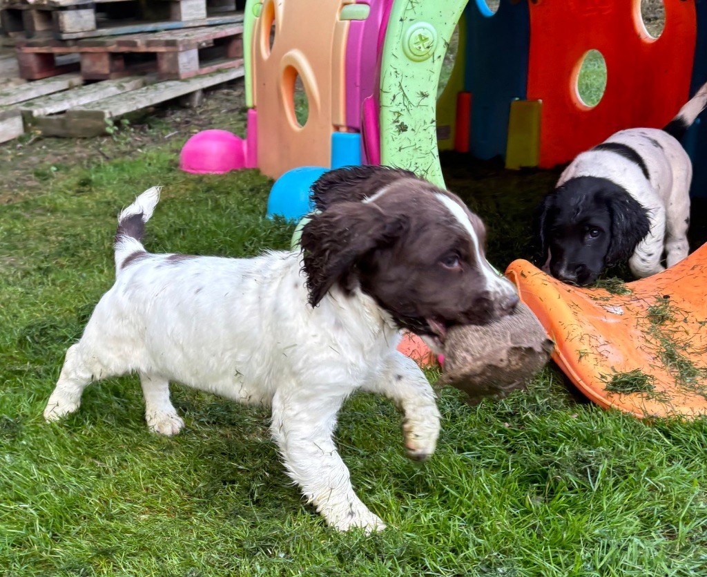 des Etangs de Dame Blanche - Chiots disponibles - English Springer Spaniel
