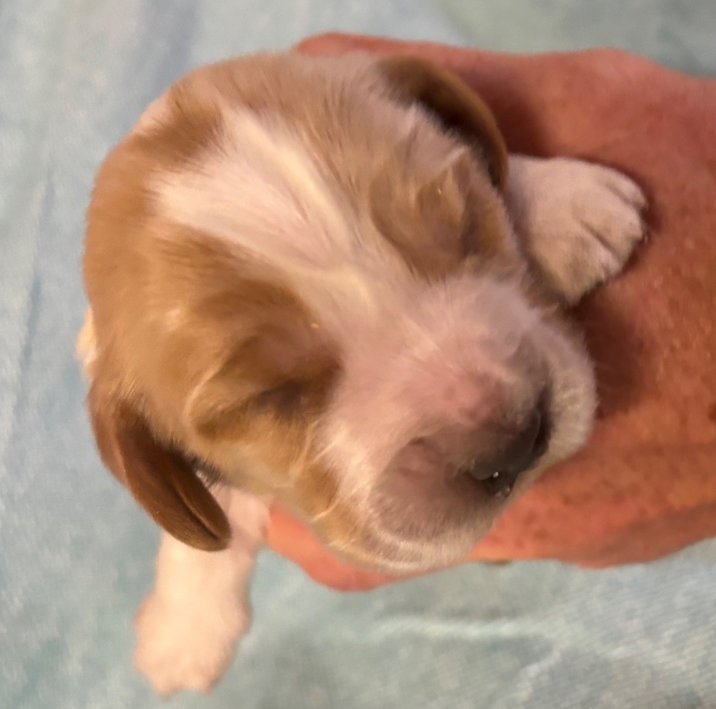 des Etangs de Dame Blanche - Chiots disponibles - Cocker Spaniel Anglais