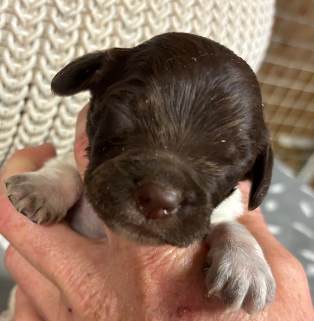 des Etangs de Dame Blanche - Chiots disponibles - Epagneul Breton