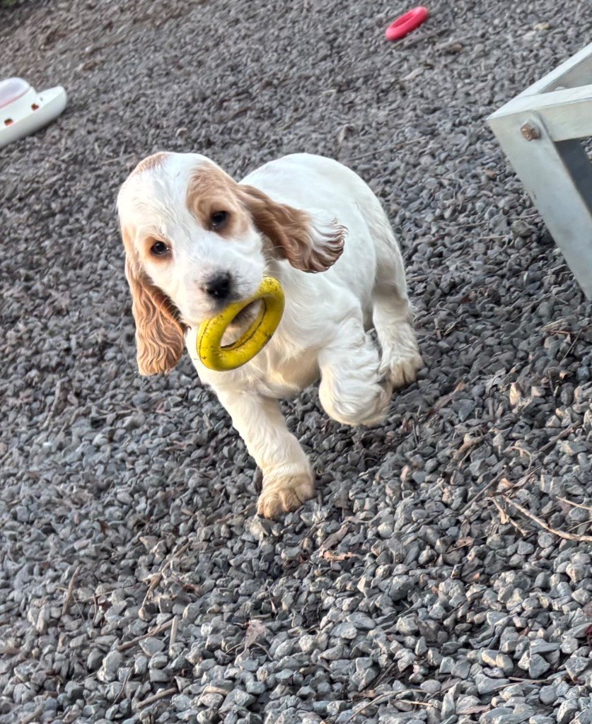 Chiot Cocker Spaniel Anglais des Etangs de Dame Blanche