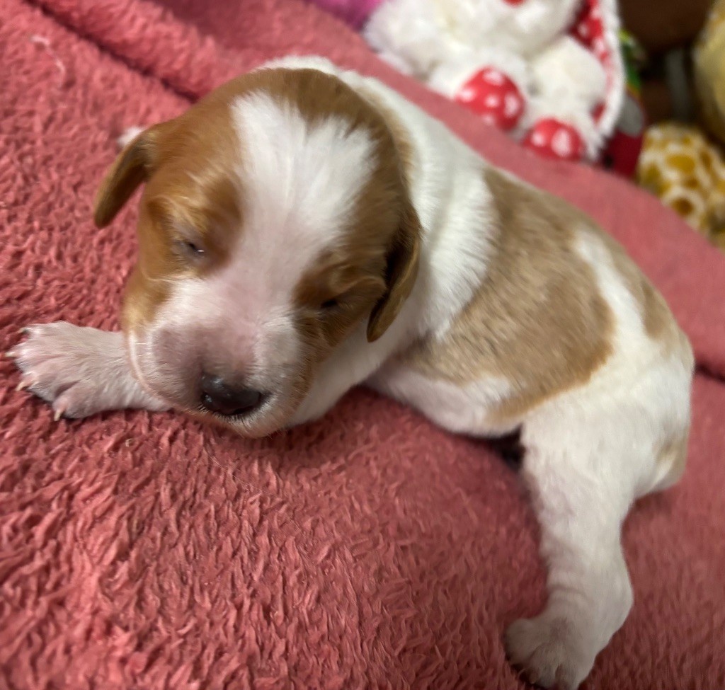 des Etangs de Dame Blanche - Chiots disponibles - Epagneul Breton