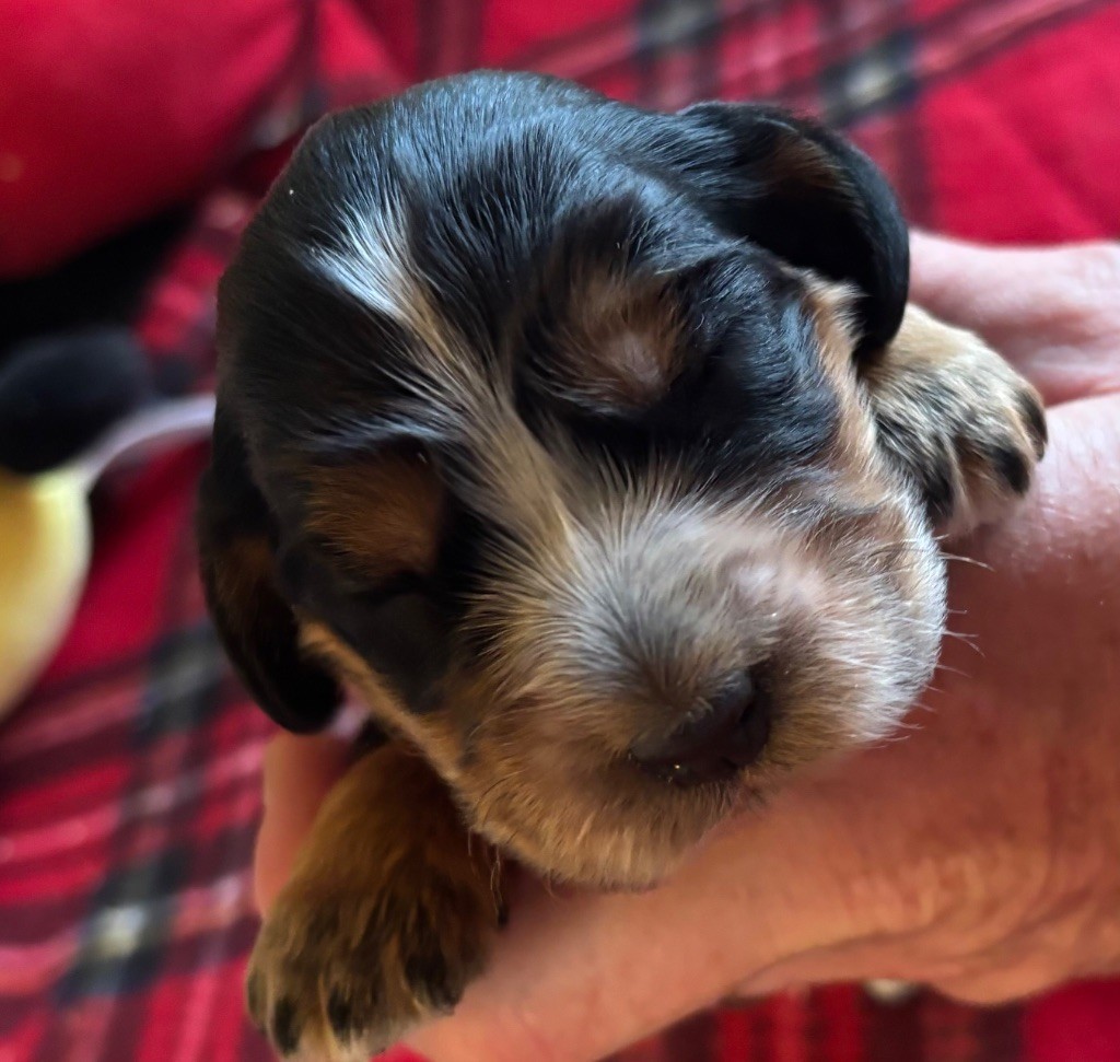 des Etangs de Dame Blanche - Chiots disponibles - Cocker Spaniel Anglais