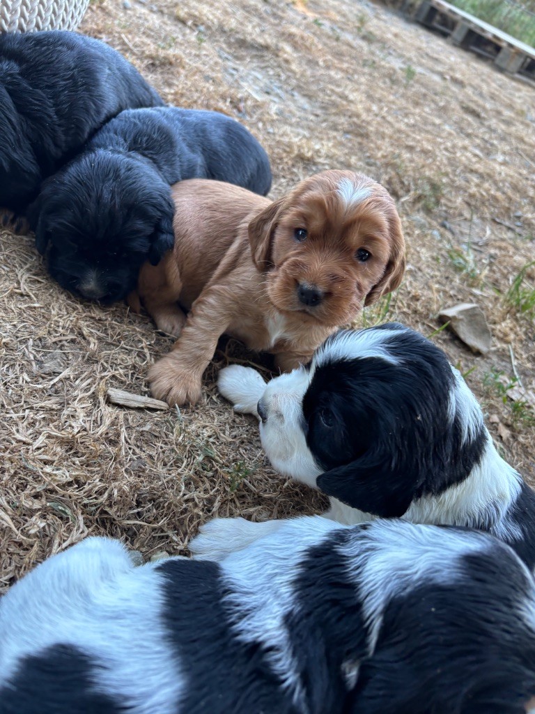 Chiot Cocker Spaniel Anglais des Etangs de Dame Blanche