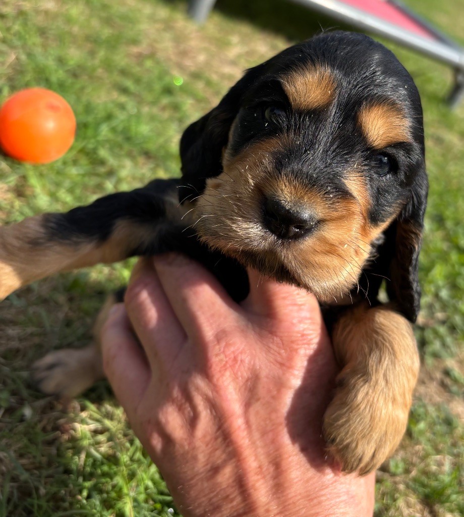 des Etangs de Dame Blanche - Chiots disponibles - Cocker Spaniel Anglais