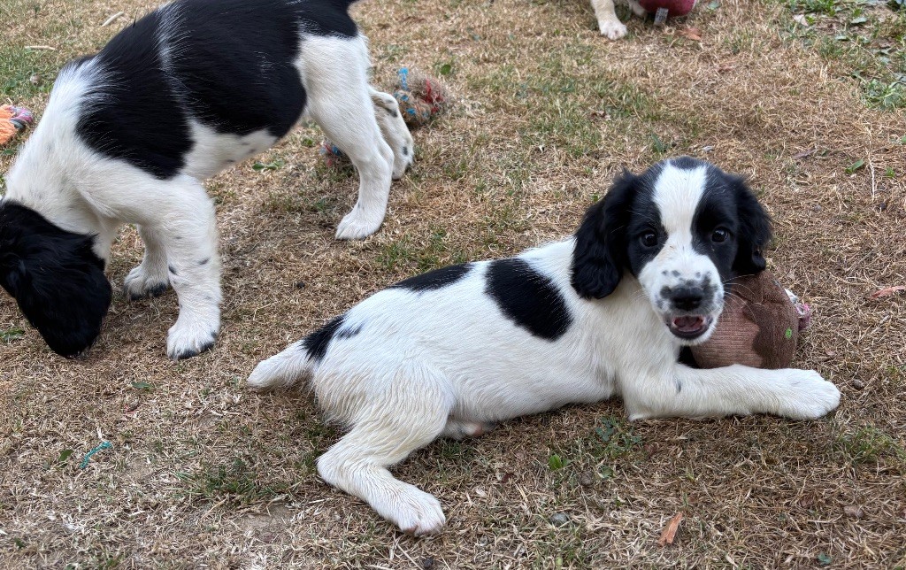des Etangs de Dame Blanche - Chiots disponibles - English Springer Spaniel