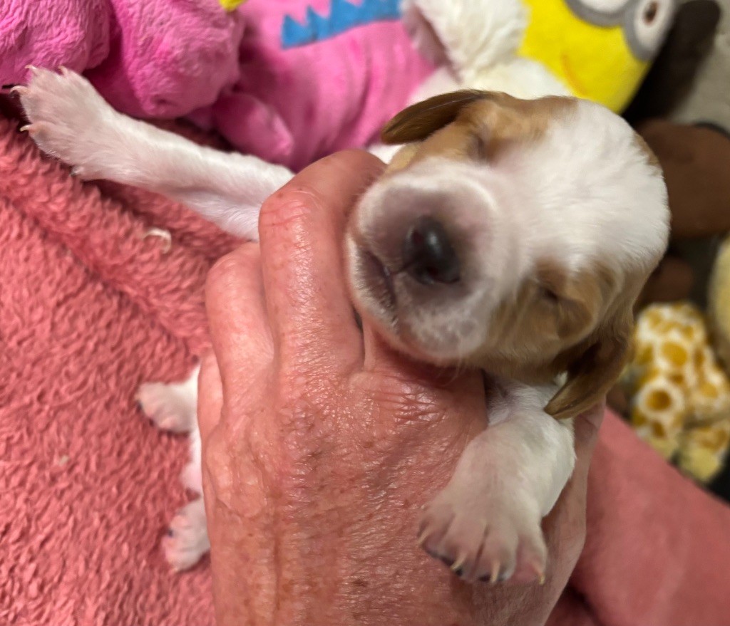 des Etangs de Dame Blanche - Chiots disponibles - Epagneul Breton