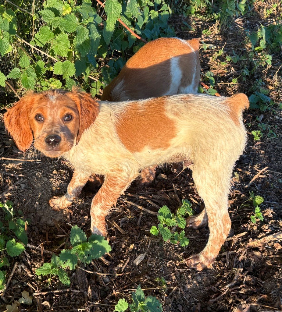 des Etangs de Dame Blanche - Chiots disponibles - Epagneul Breton