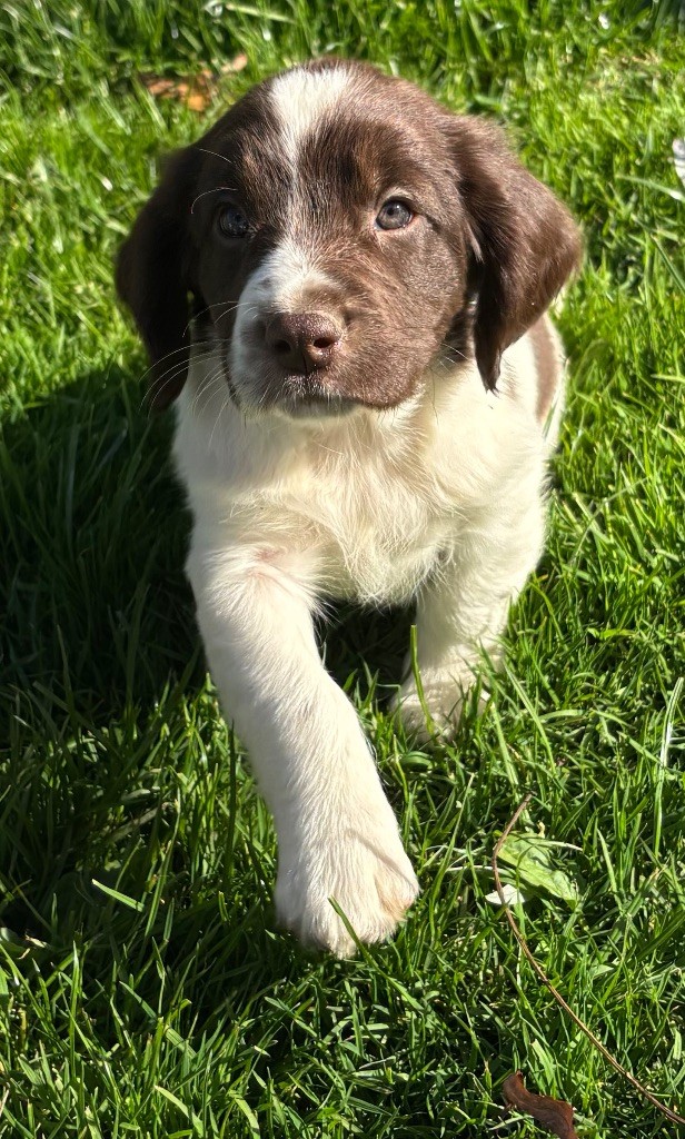 des Etangs de Dame Blanche - Chiots disponibles - English Springer Spaniel