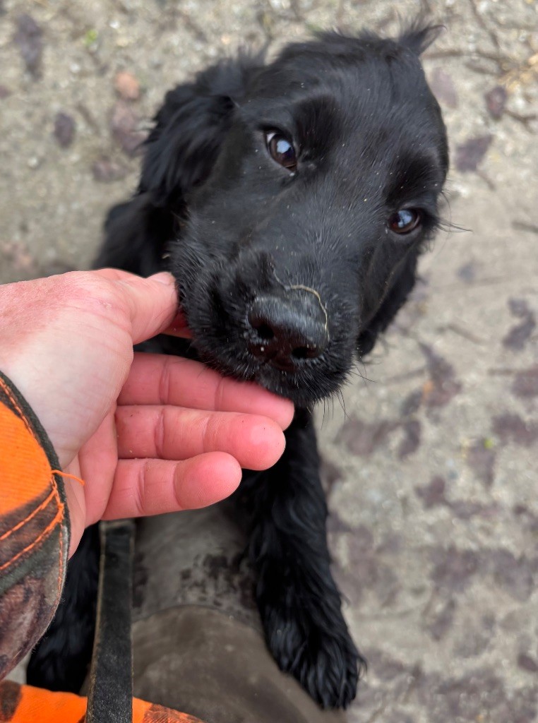 des Etangs de Dame Blanche - Chiots disponibles - Cocker Spaniel Anglais