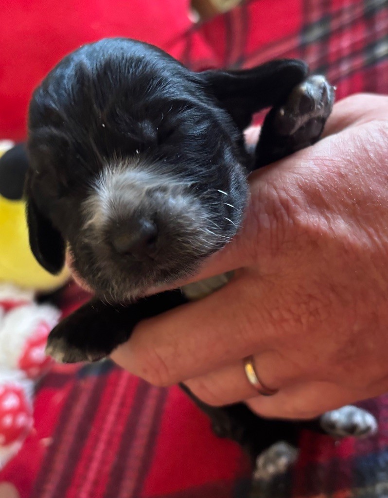 des Etangs de Dame Blanche - Chiots disponibles - Cocker Spaniel Anglais