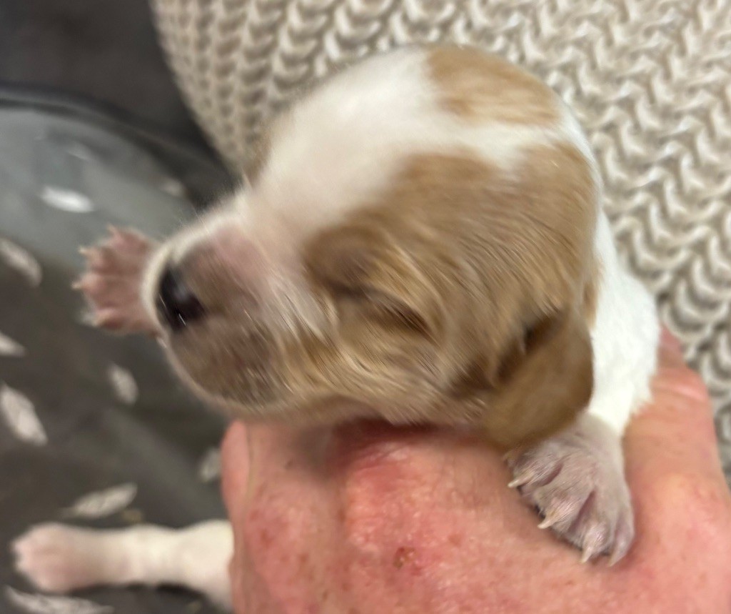 des Etangs de Dame Blanche - Chiots disponibles - Epagneul Breton