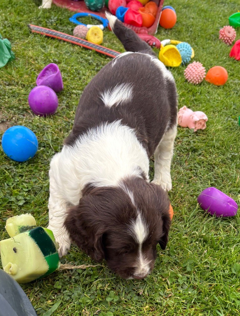 des Etangs de Dame Blanche - Chiots disponibles - English Springer Spaniel