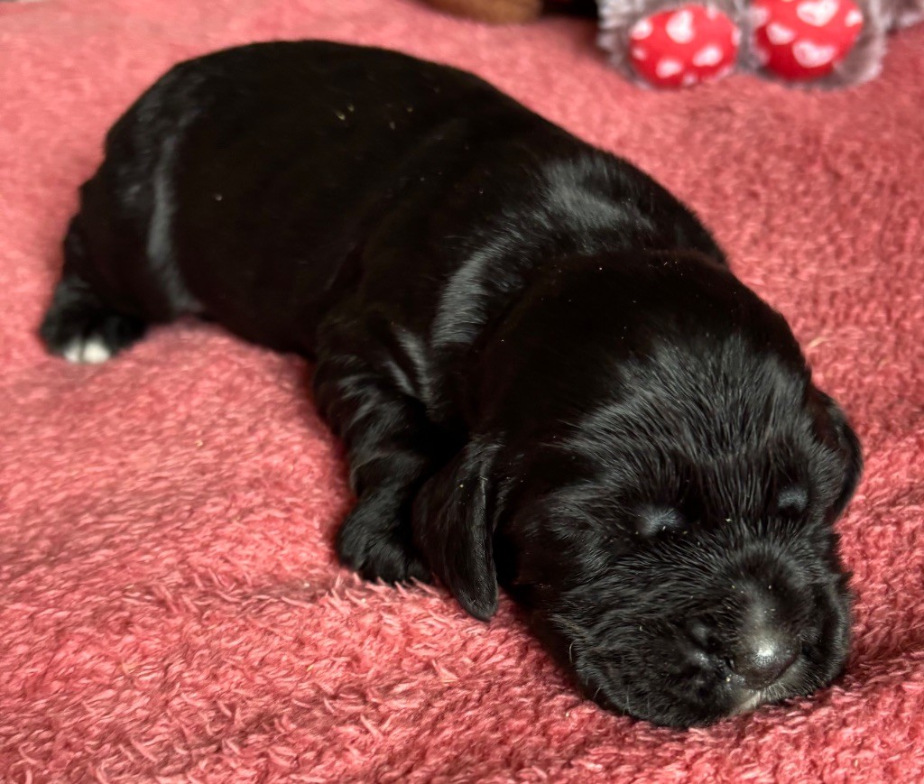 des Etangs de Dame Blanche - Chiots disponibles - Cocker Spaniel Anglais