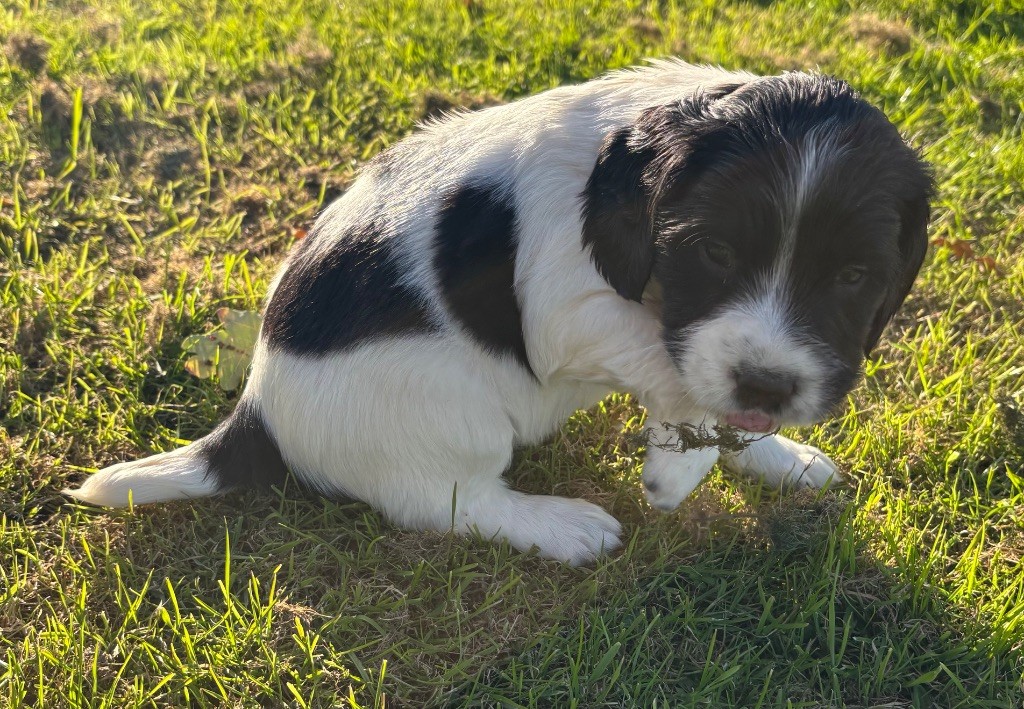 des Etangs de Dame Blanche - Chiots disponibles - English Springer Spaniel