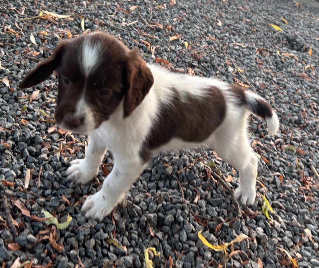 des Etangs de Dame Blanche - Chiots disponibles - English Springer Spaniel