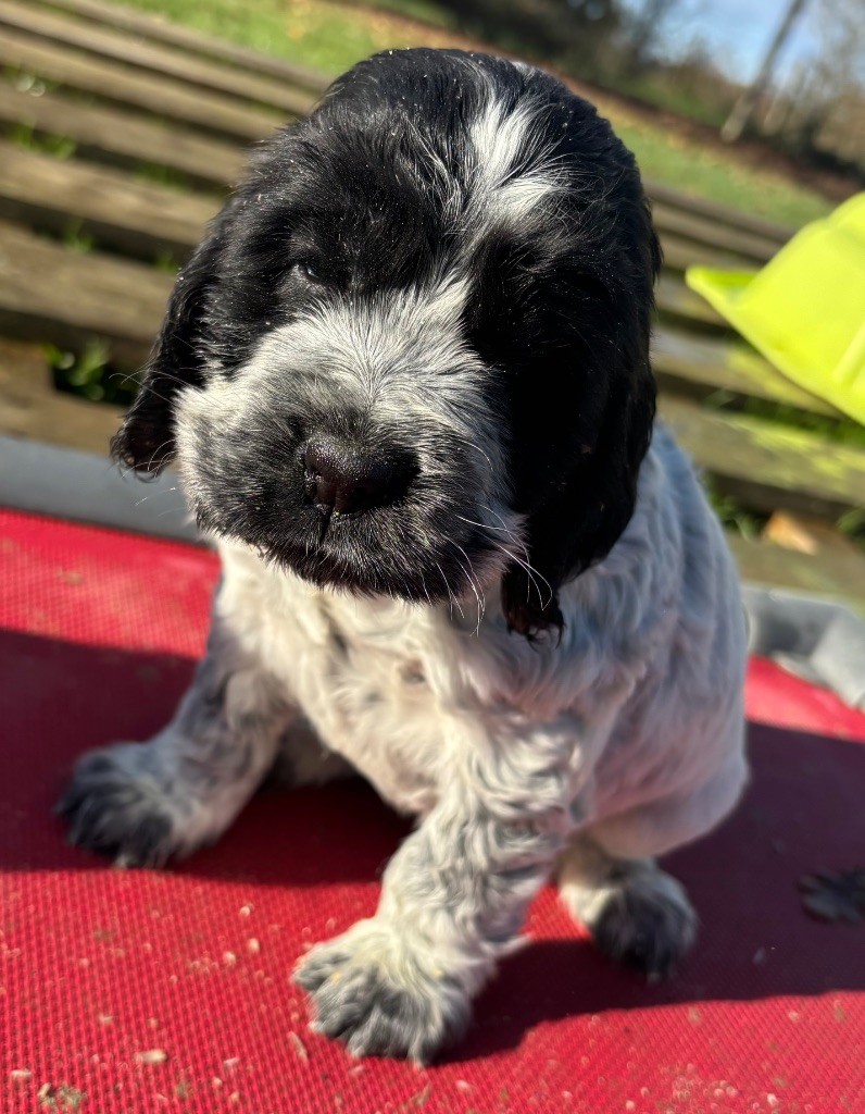 des Etangs de Dame Blanche - Chiots disponibles - Cocker Spaniel Anglais