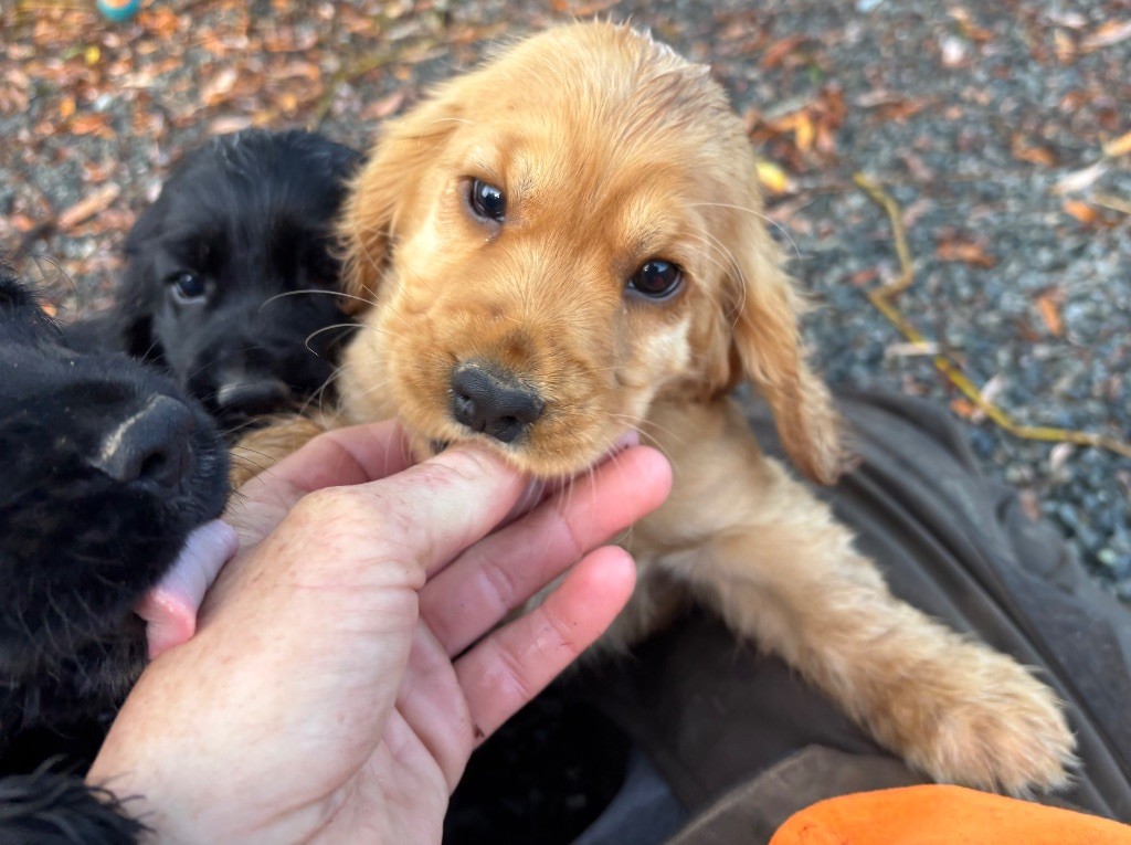 des Etangs de Dame Blanche - Chiots disponibles - Cocker Spaniel Anglais
