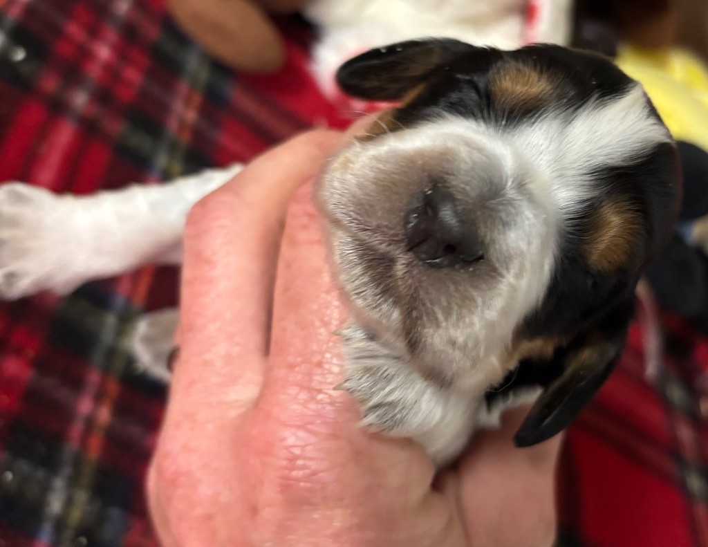 des Etangs de Dame Blanche - Chiots disponibles - Cocker Spaniel Anglais