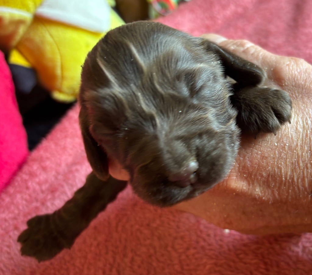 des Etangs de Dame Blanche - Chiots disponibles - Cocker Spaniel Anglais