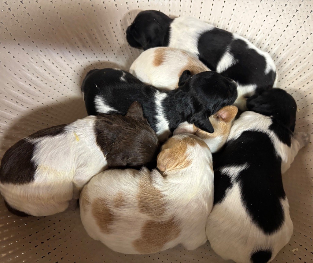 Chiot Epagneul Breton des Etangs de Dame Blanche