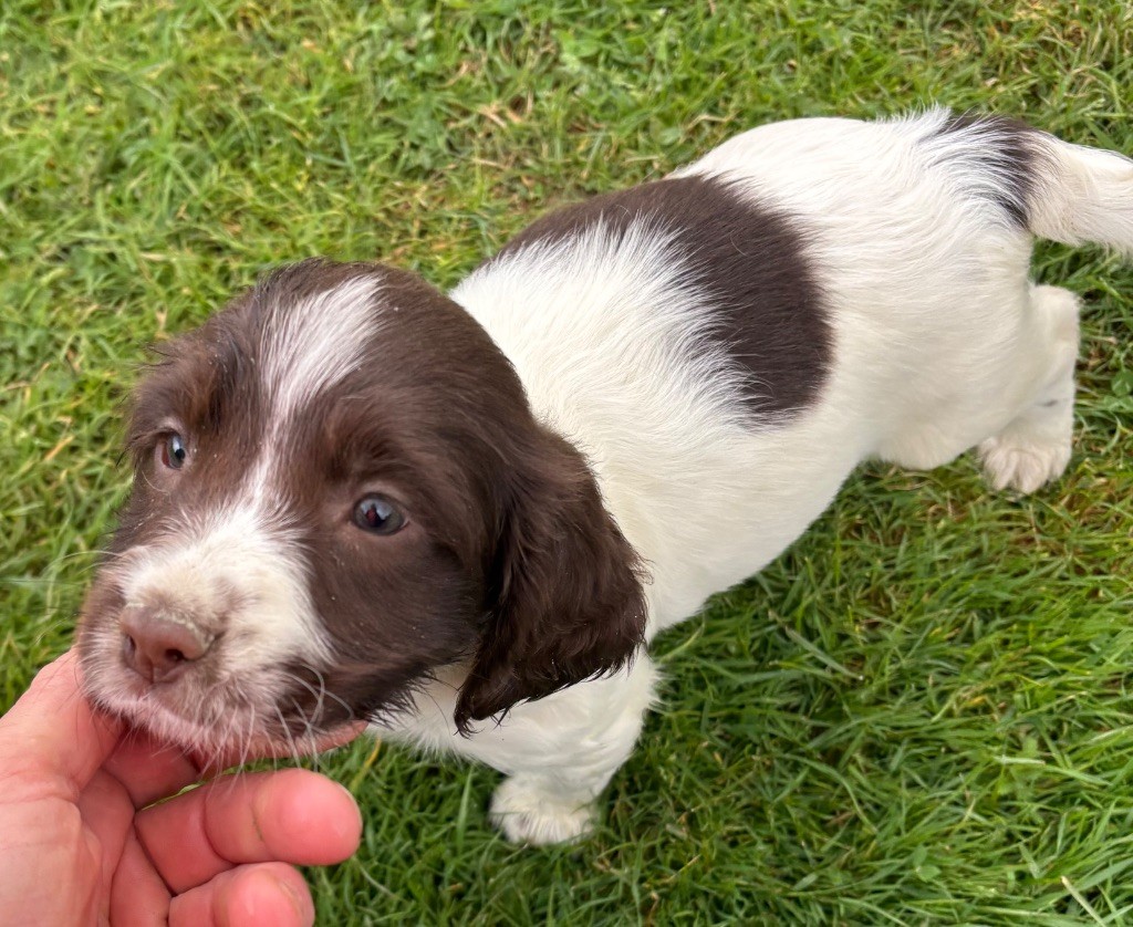 des Etangs de Dame Blanche - Chiots disponibles - English Springer Spaniel