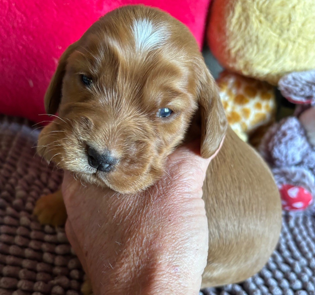 des Etangs de Dame Blanche - Chiots disponibles - Cocker Spaniel Anglais