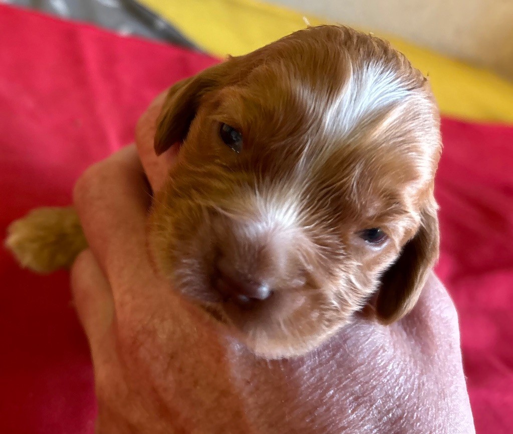 des Etangs de Dame Blanche - Chiots disponibles - Cocker Spaniel Anglais