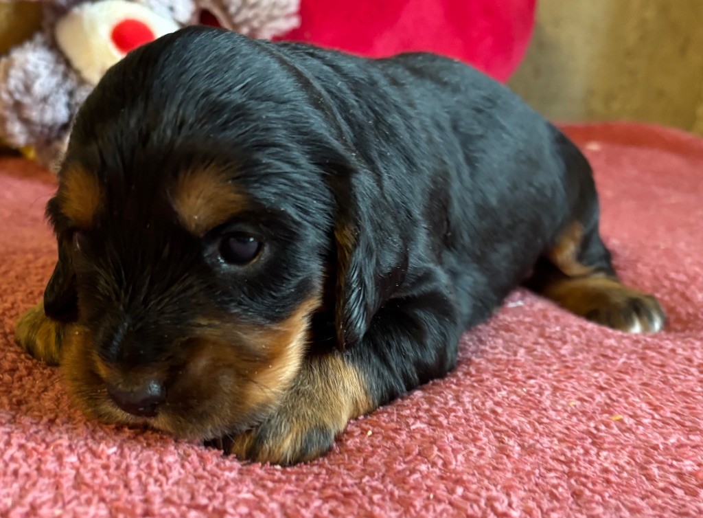 des Etangs de Dame Blanche - Chiots disponibles - Cocker Spaniel Anglais