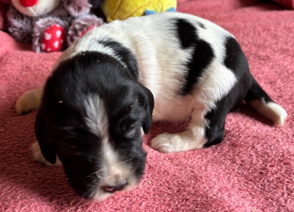 des Etangs de Dame Blanche - Chiots disponibles - English Springer Spaniel