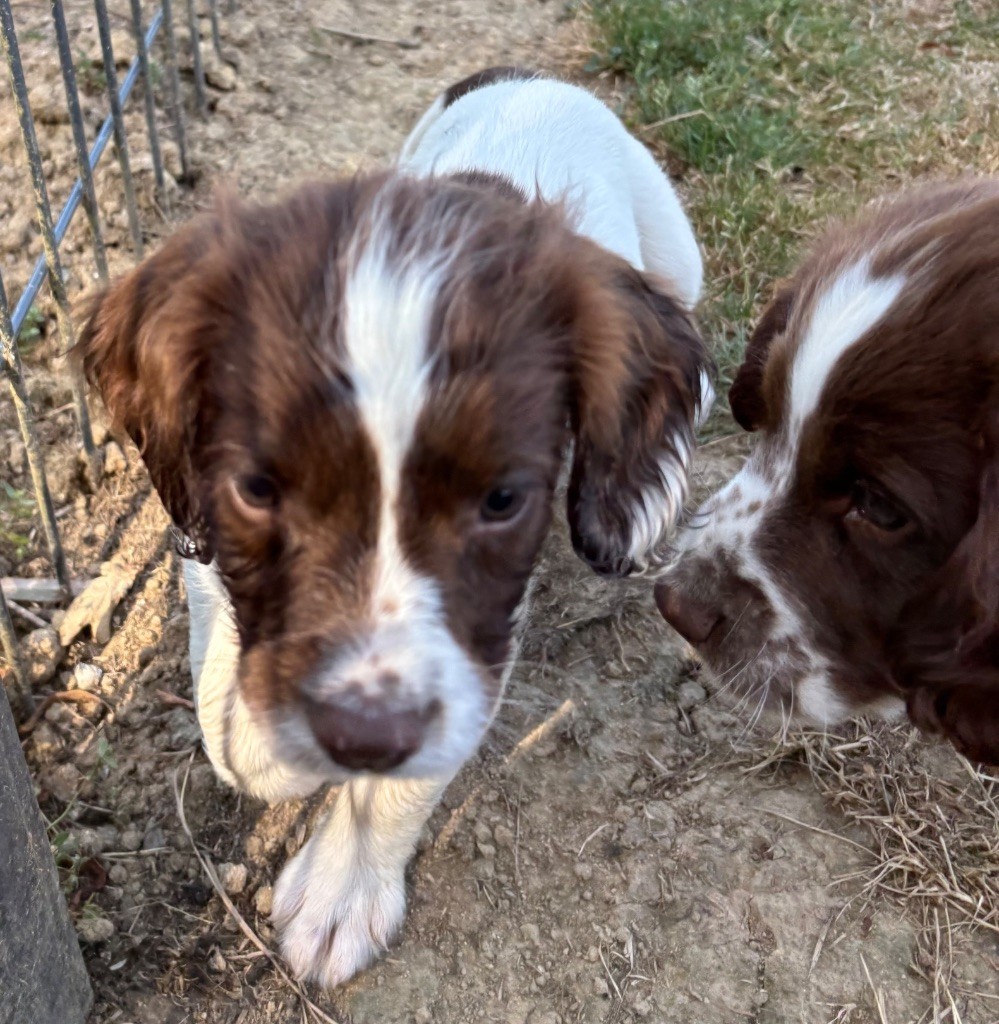 des Etangs de Dame Blanche - Chiots disponibles - English Springer Spaniel